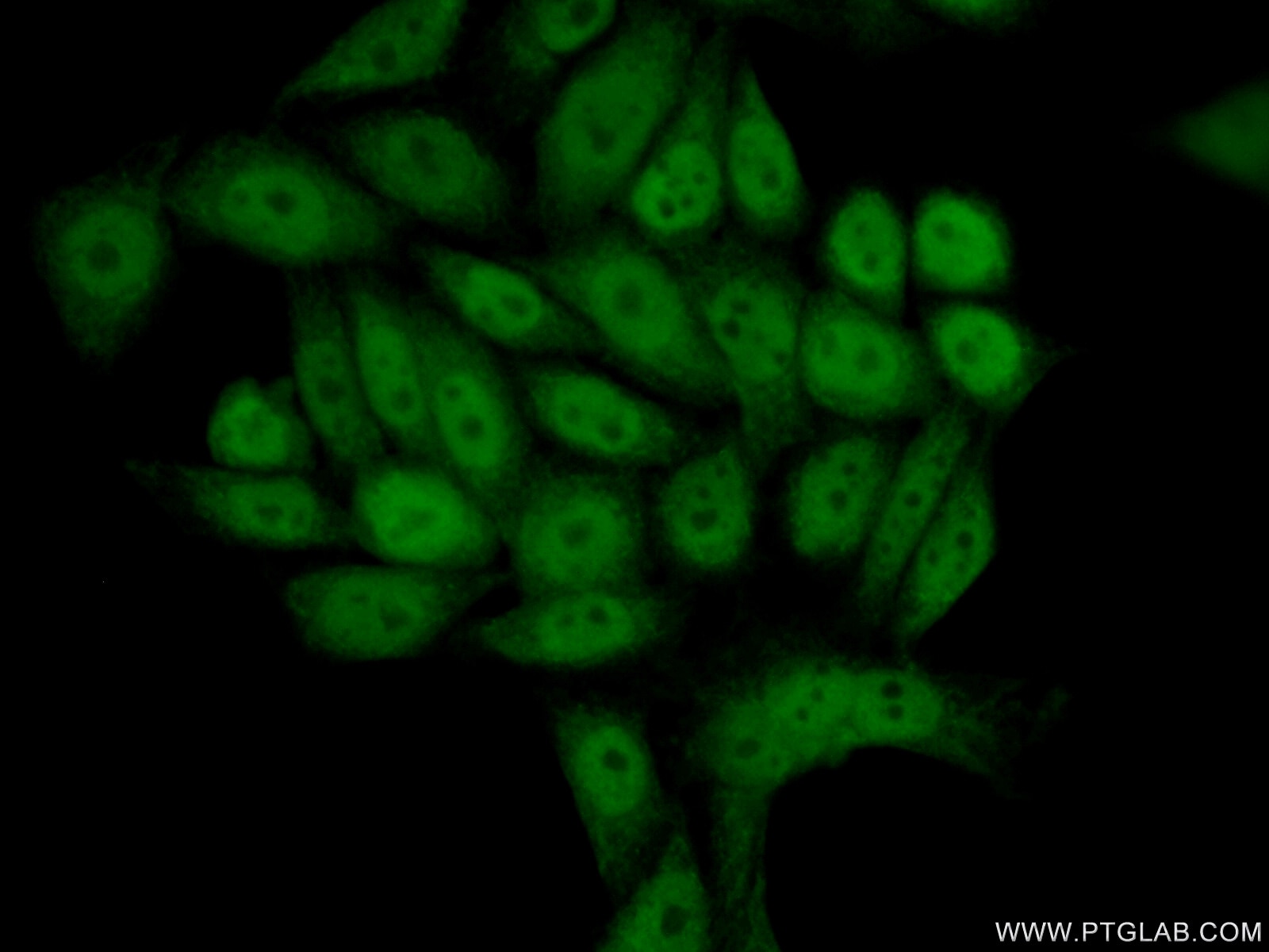 Immunofluorescence (IF) / fluorescent staining of PC-3 cells using NR4A1 Polyclonal antibody (12235-1-AP)