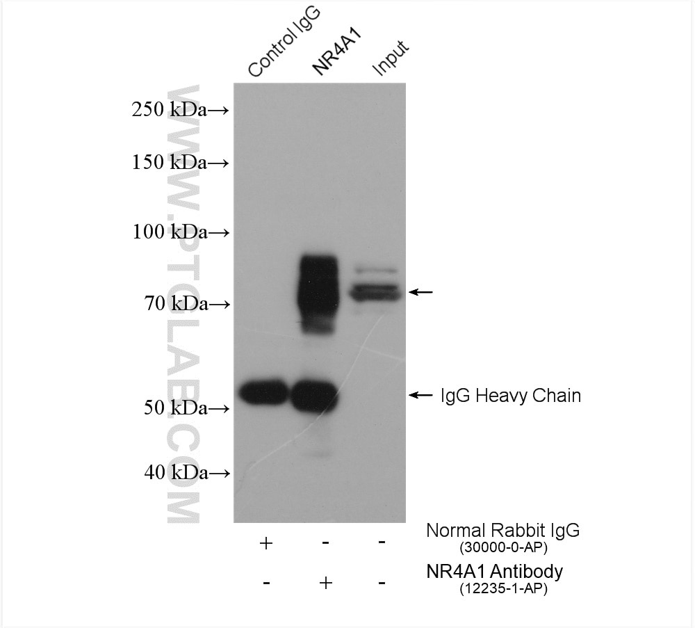 Immunoprecipitation (IP) experiment of HeLa cells using NR4A1 Polyclonal antibody (12235-1-AP)