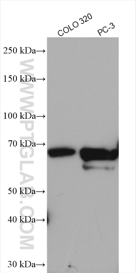 Western Blot (WB) analysis of various lysates using NR4A1 Polyclonal antibody (12235-1-AP)