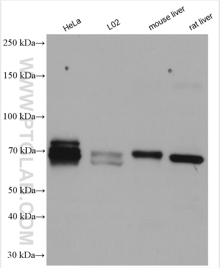 Western Blot (WB) analysis of various lysates using NR4A1 Polyclonal antibody (12235-1-AP)