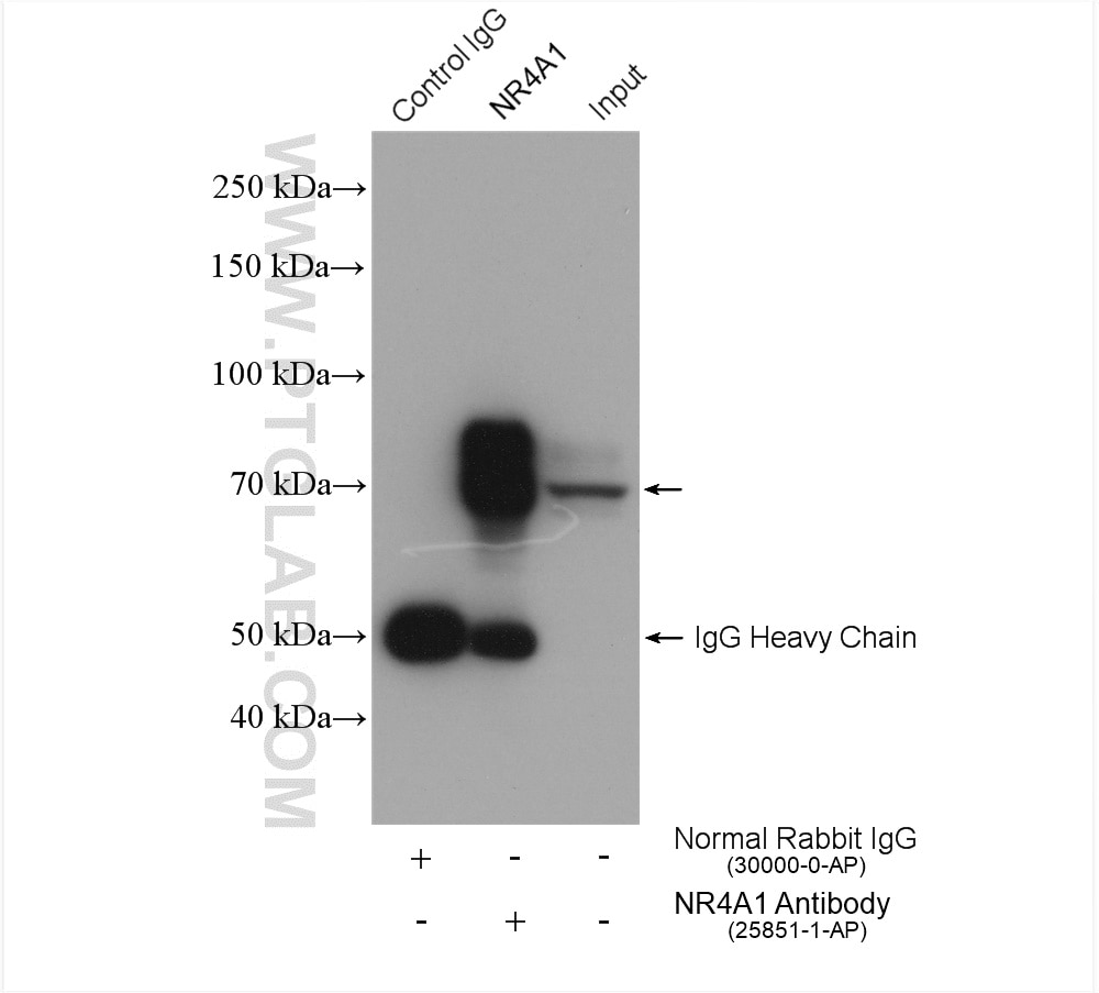 Immunoprecipitation (IP) experiment of HeLa cells using NR4A1 Polyclonal antibody (25851-1-AP)