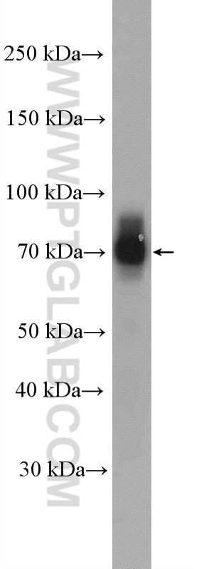 Western Blot (WB) analysis of PC-3 cells using NR4A1 Polyclonal antibody (25851-1-AP)