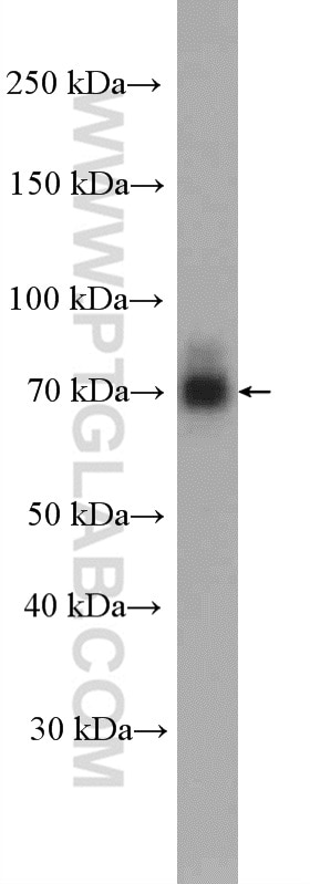 Western Blot (WB) analysis of PC-3 cells using NR4A1 Polyclonal antibody (25851-1-AP)