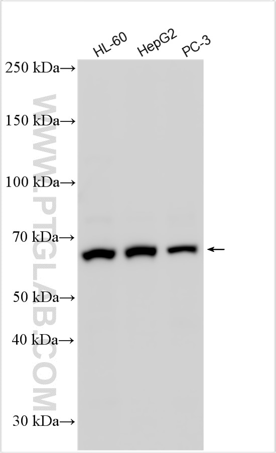Western Blot (WB) analysis of various lysates using NR4A1 Polyclonal antibody (25851-1-AP)