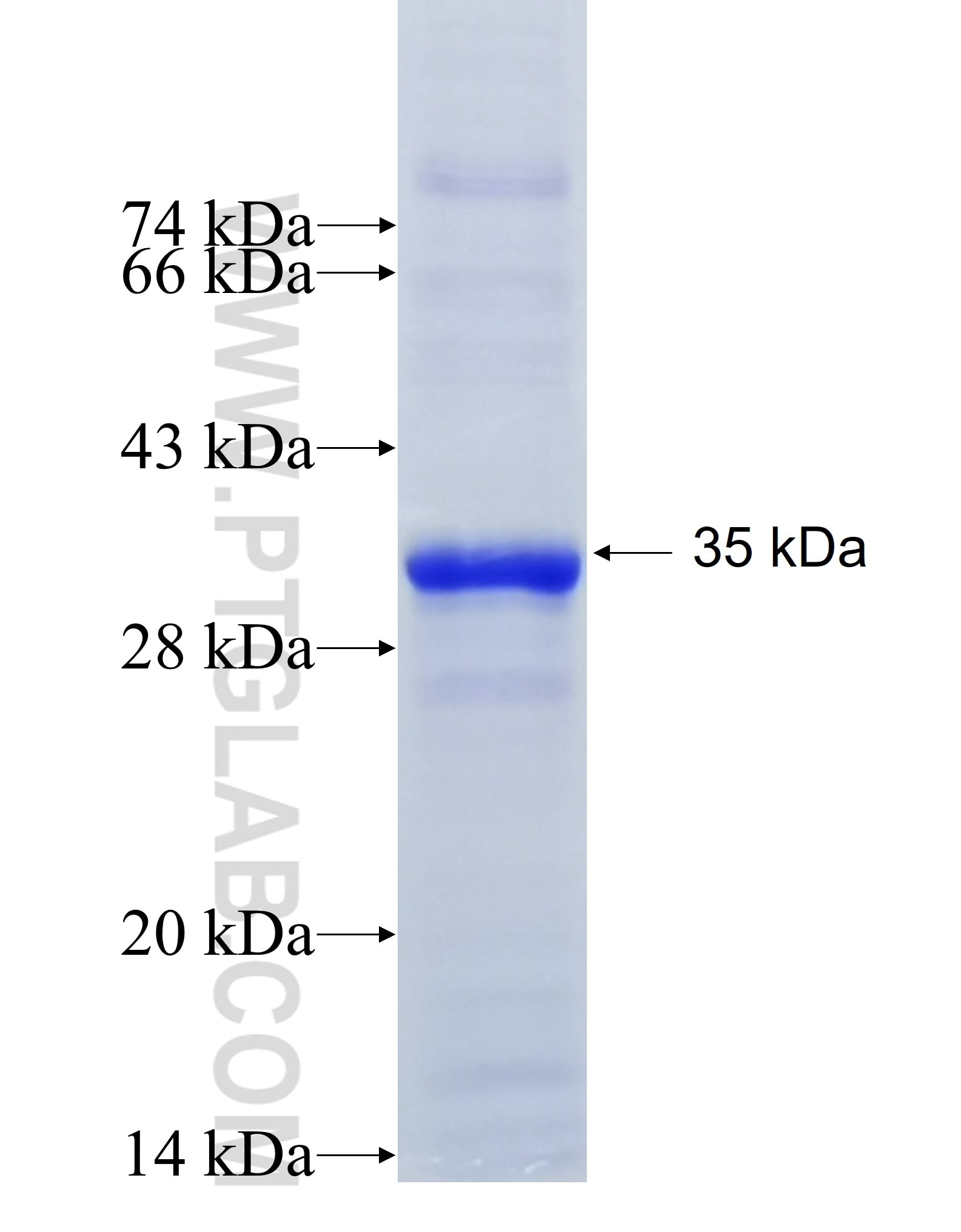 NR4A1 fusion protein Ag29513 SDS-PAGE