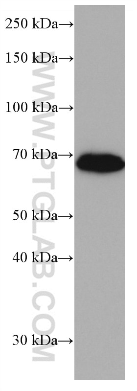 Western Blot (WB) analysis of HT-29 cells using Nurr1/NR4A2 Monoclonal antibody (66878-1-Ig)