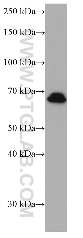 Western Blot (WB) analysis of Daudi cells using NR4A2 Monoclonal antibody (66878-1-Ig)
