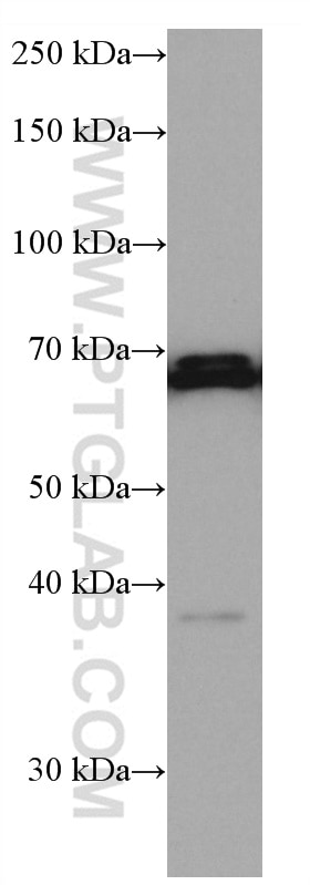 Western Blot (WB) analysis of Ramos cells using NR4A2 Monoclonal antibody (66878-1-Ig)