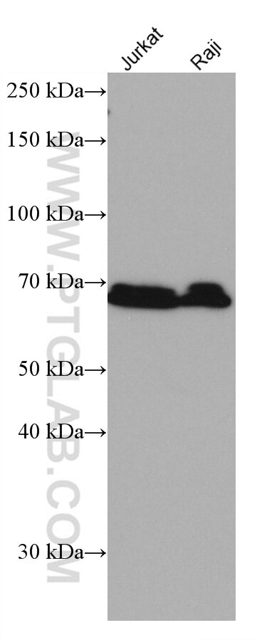 Western Blot (WB) analysis of various lysates using NR4A2 Monoclonal antibody (66878-1-Ig)