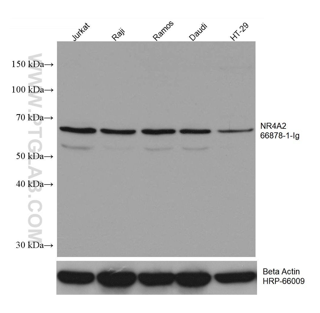 Western Blot (WB) analysis of various lysates using Nurr1/NR4A2 Monoclonal antibody (66878-1-Ig)