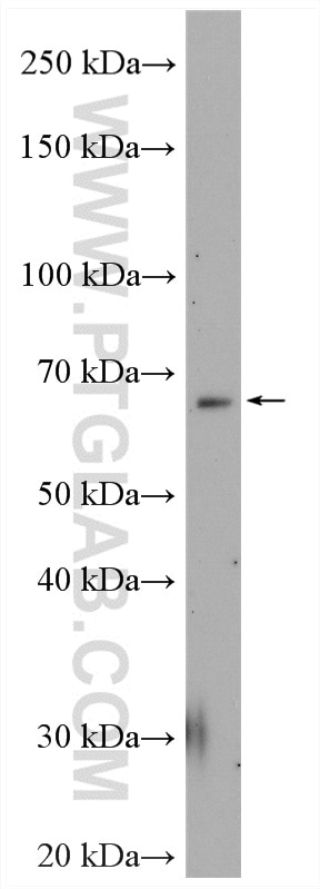 Western Blot (WB) analysis of mouse thymus tissue using NR4A3 Polyclonal antibody (55405-1-AP)