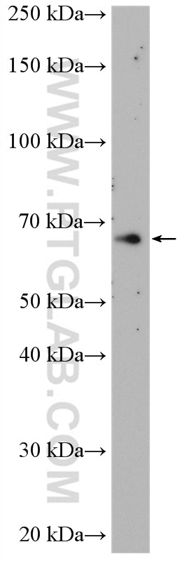 Western Blot (WB) analysis of mouse spleen tissue using NR4A3 Polyclonal antibody (55405-1-AP)