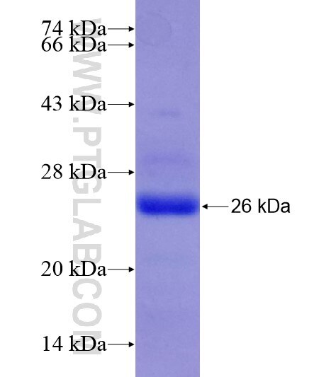 NR4A3 fusion protein Ag28956 SDS-PAGE