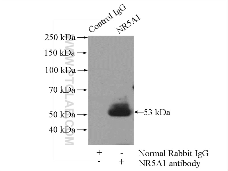 Immunoprecipitation (IP) experiment of A2780 cells using NR5A1 Polyclonal antibody (18658-1-AP)