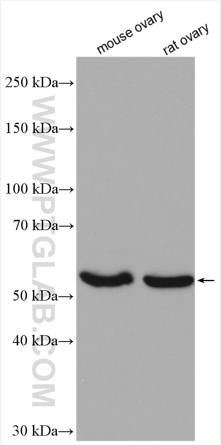 Western Blot (WB) analysis of various lysates using NR5A1 Polyclonal antibody (18658-1-AP)