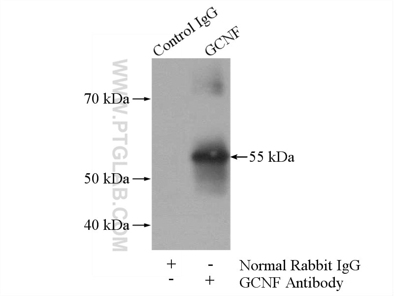 Immunoprecipitation (IP) experiment of mouse testis tissue using GCNF Polyclonal antibody (12712-1-AP)