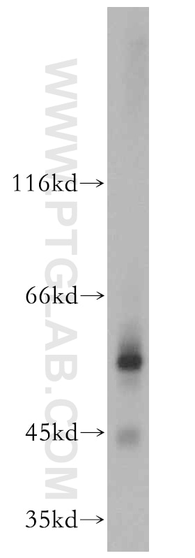 Western Blot (WB) analysis of mouse testis tissue using GCNF Polyclonal antibody (12712-1-AP)