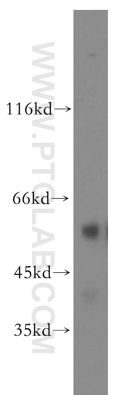 Western Blot (WB) analysis of PC-3 cells using GCNF Polyclonal antibody (12712-1-AP)