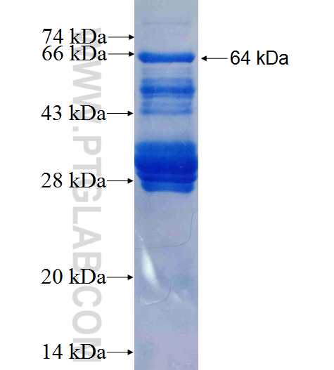 NR6A1 fusion protein Ag3395 SDS-PAGE