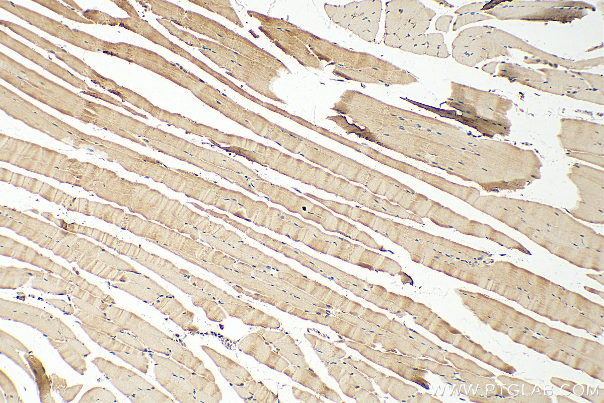 Immunohistochemistry (IHC) staining of mouse skeletal muscle tissue using NRAP Polyclonal antibody (25977-1-AP)