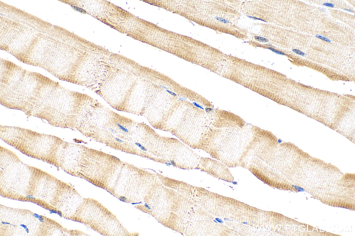 Immunohistochemistry (IHC) staining of mouse skeletal muscle tissue using NRAP Polyclonal antibody (25977-1-AP)