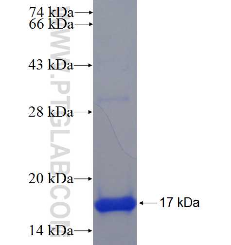 NRAP fusion protein Ag23155 SDS-PAGE
