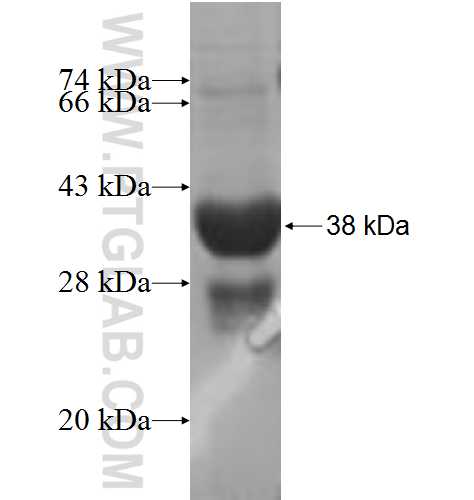 NRARP fusion protein Ag6114 SDS-PAGE