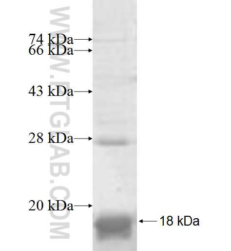 NRARP fusion protein Ag6884 SDS-PAGE