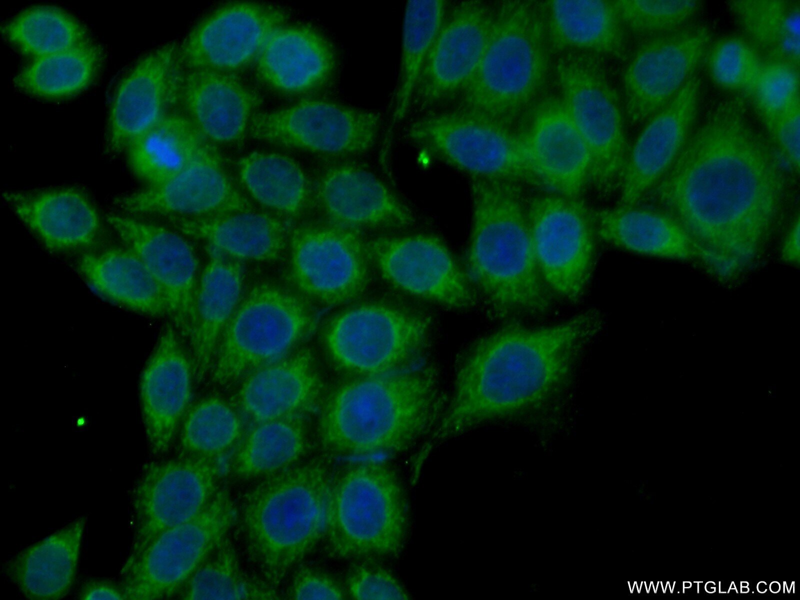 IF Staining of HeLa using 10724-1-AP