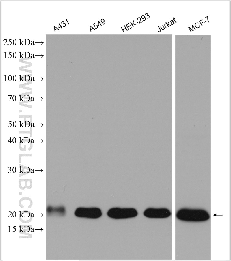 Western Blot (WB) analysis of various lysates using NRAS Polyclonal antibody (10724-1-AP)