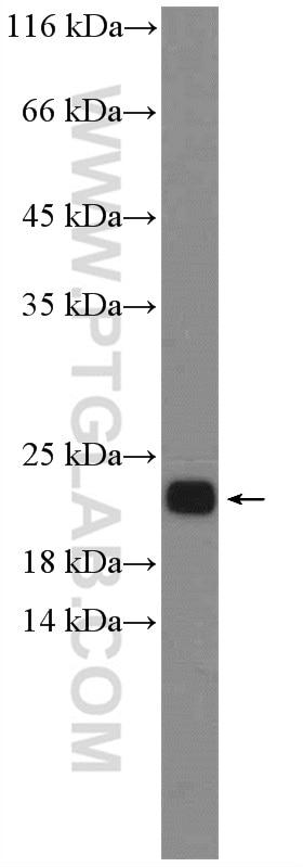 Western Blot (WB) analysis of NIH/3T3 cells using NRAS Polyclonal antibody (10724-1-AP)