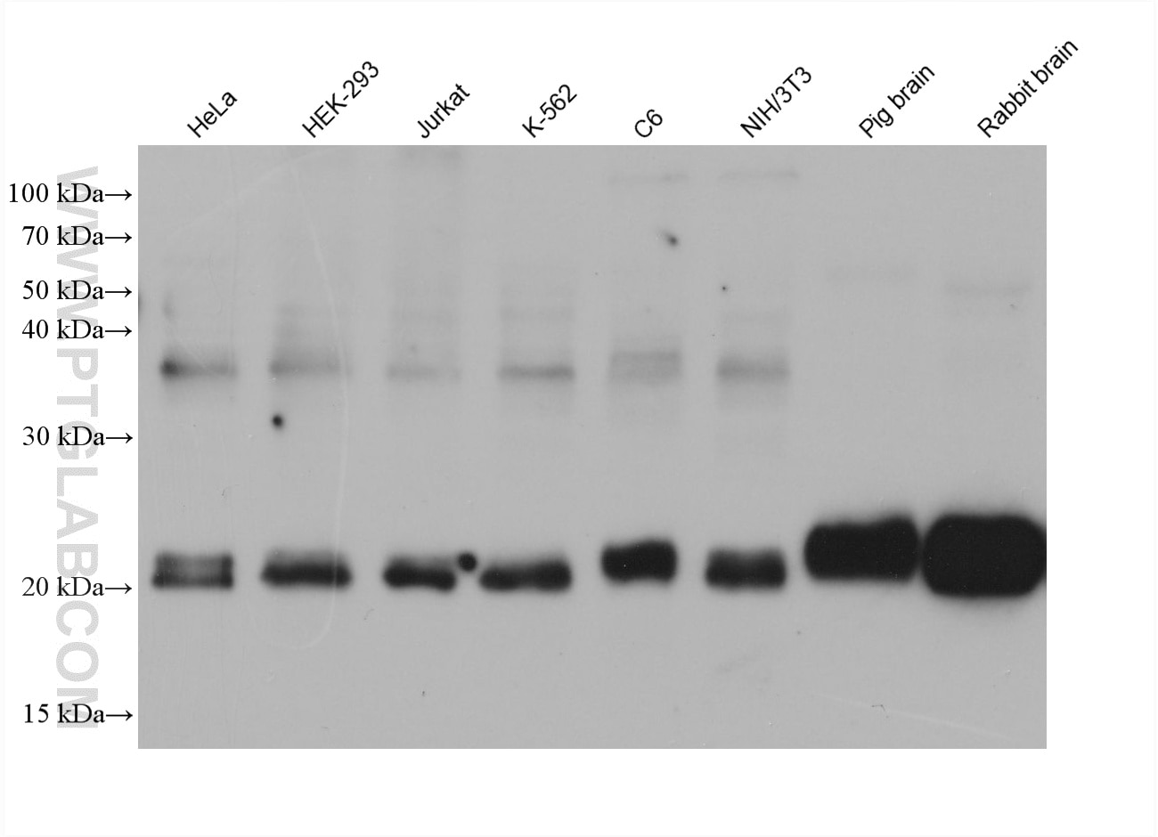 Western Blot (WB) analysis of various lysates using NRAS Monoclonal antibody (60934-3-Ig)