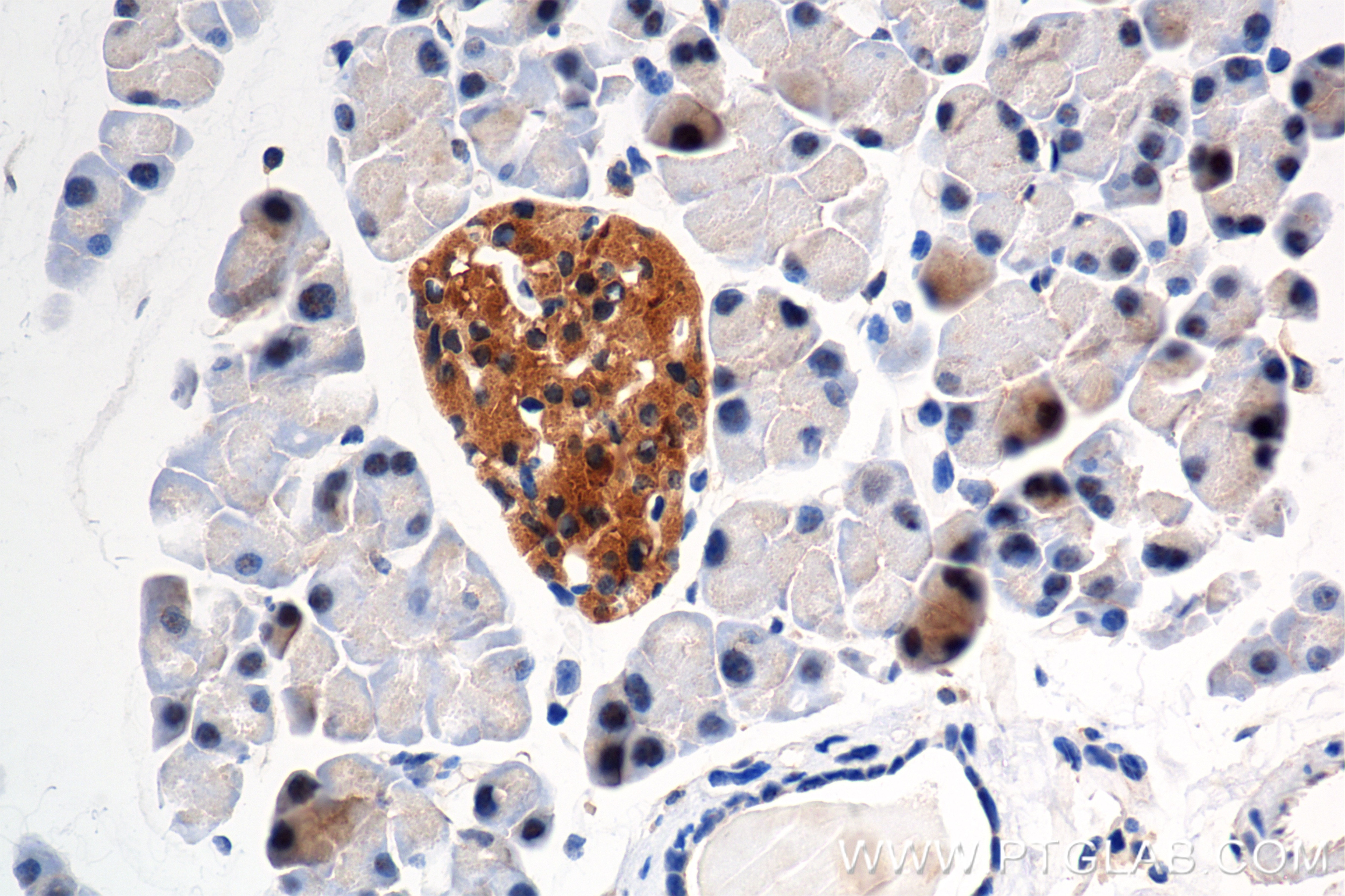 Immunohistochemistry (IHC) staining of mouse pancreas tissue using NRAS Recombinant monoclonal antibody (83815-2-RR)