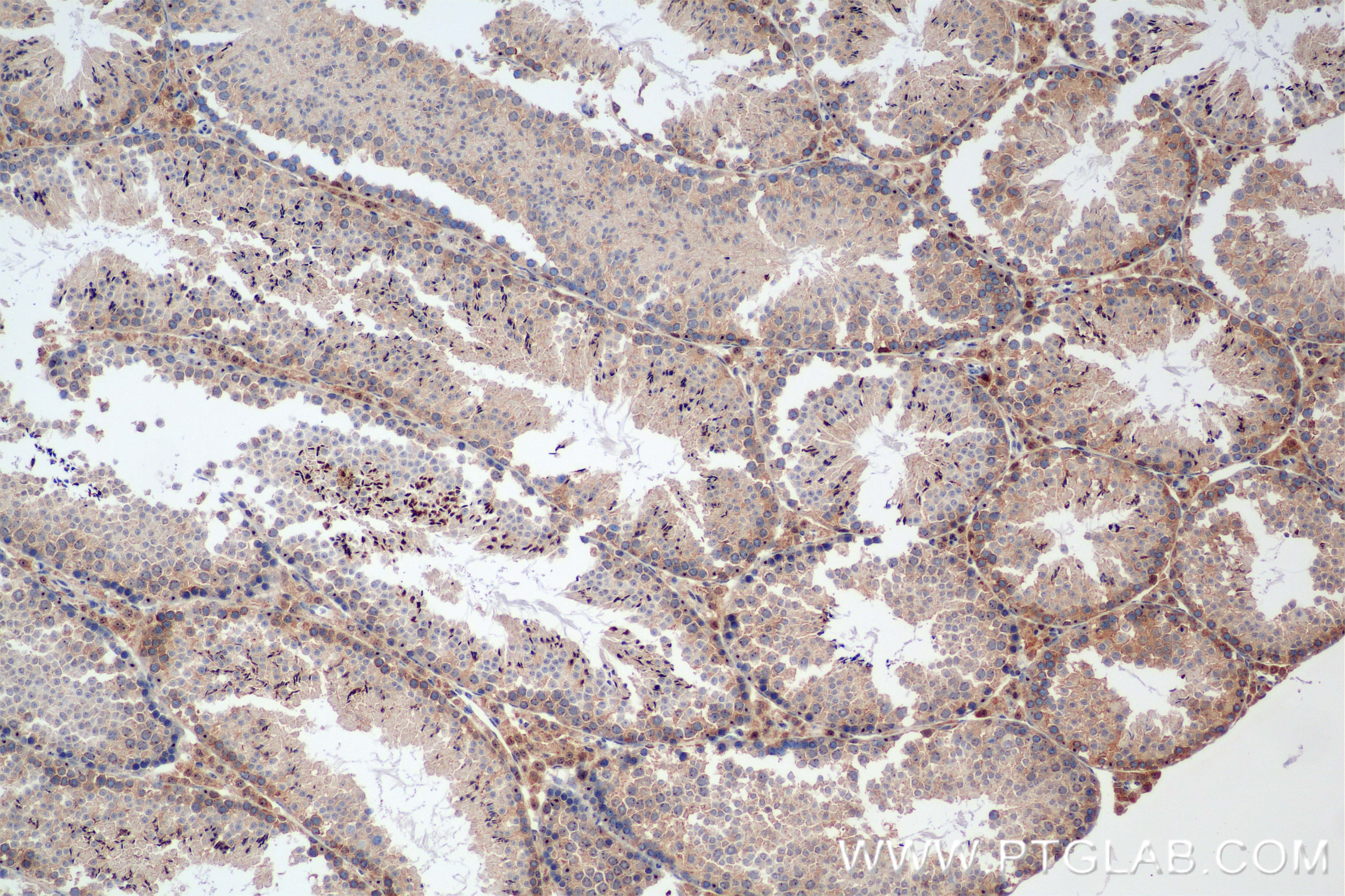 Immunohistochemistry (IHC) staining of mouse testis tissue using NRAS Recombinant monoclonal antibody (83815-2-RR)