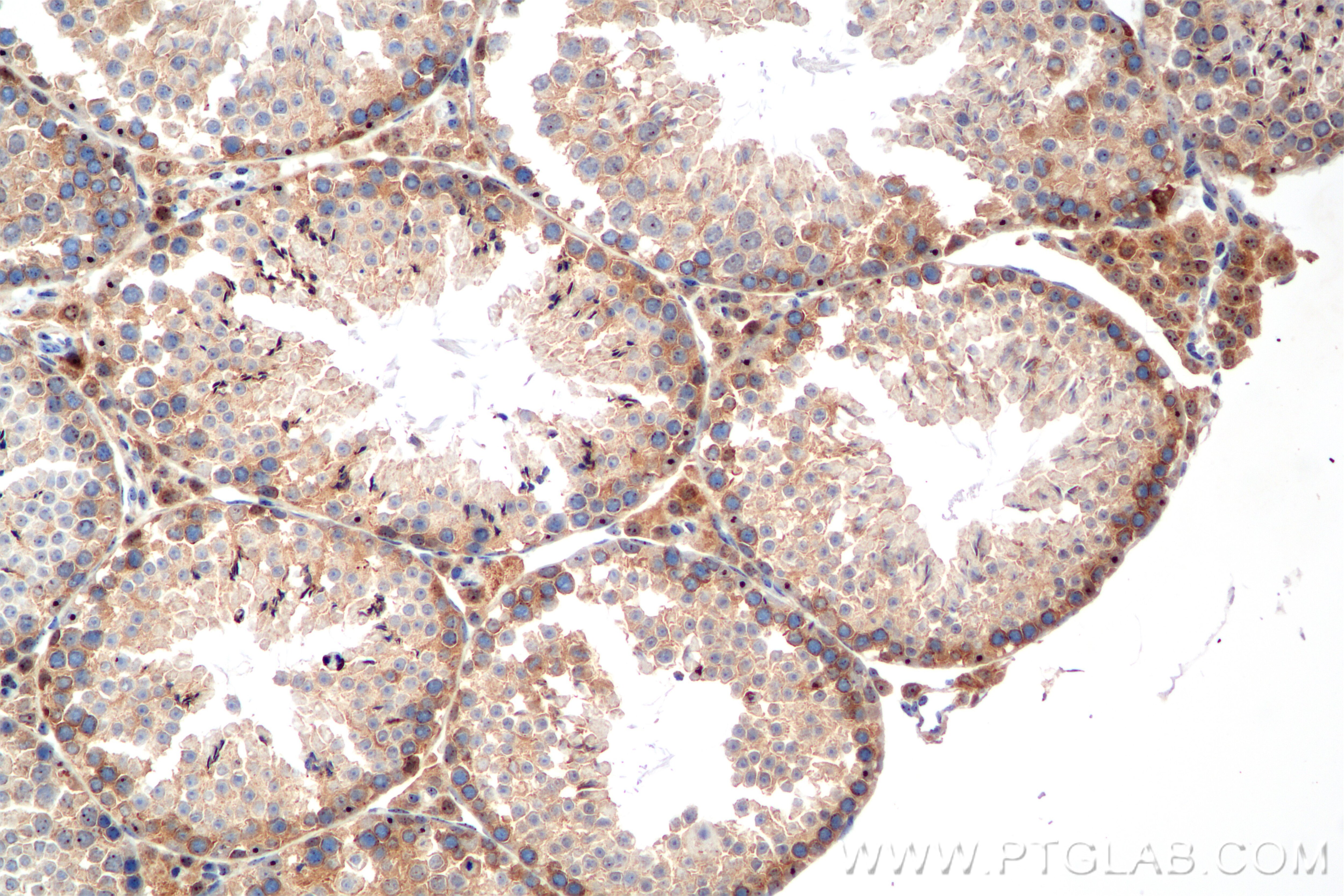 Immunohistochemistry (IHC) staining of mouse testis tissue using NRAS Recombinant monoclonal antibody (83815-2-RR)