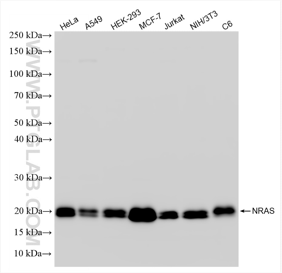 Western Blot (WB) analysis of various lysates using NRAS Recombinant antibody (83815-2-RR)