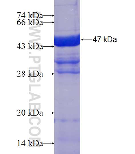 NRAS fusion protein Ag1081 SDS-PAGE