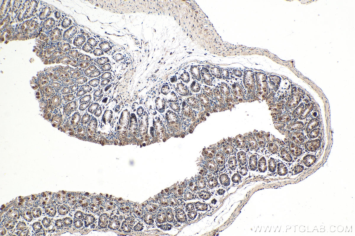 Immunohistochemistry (IHC) staining of mouse colon tissue using NRAS-Specific Polyclonal antibody (18296-1-AP)