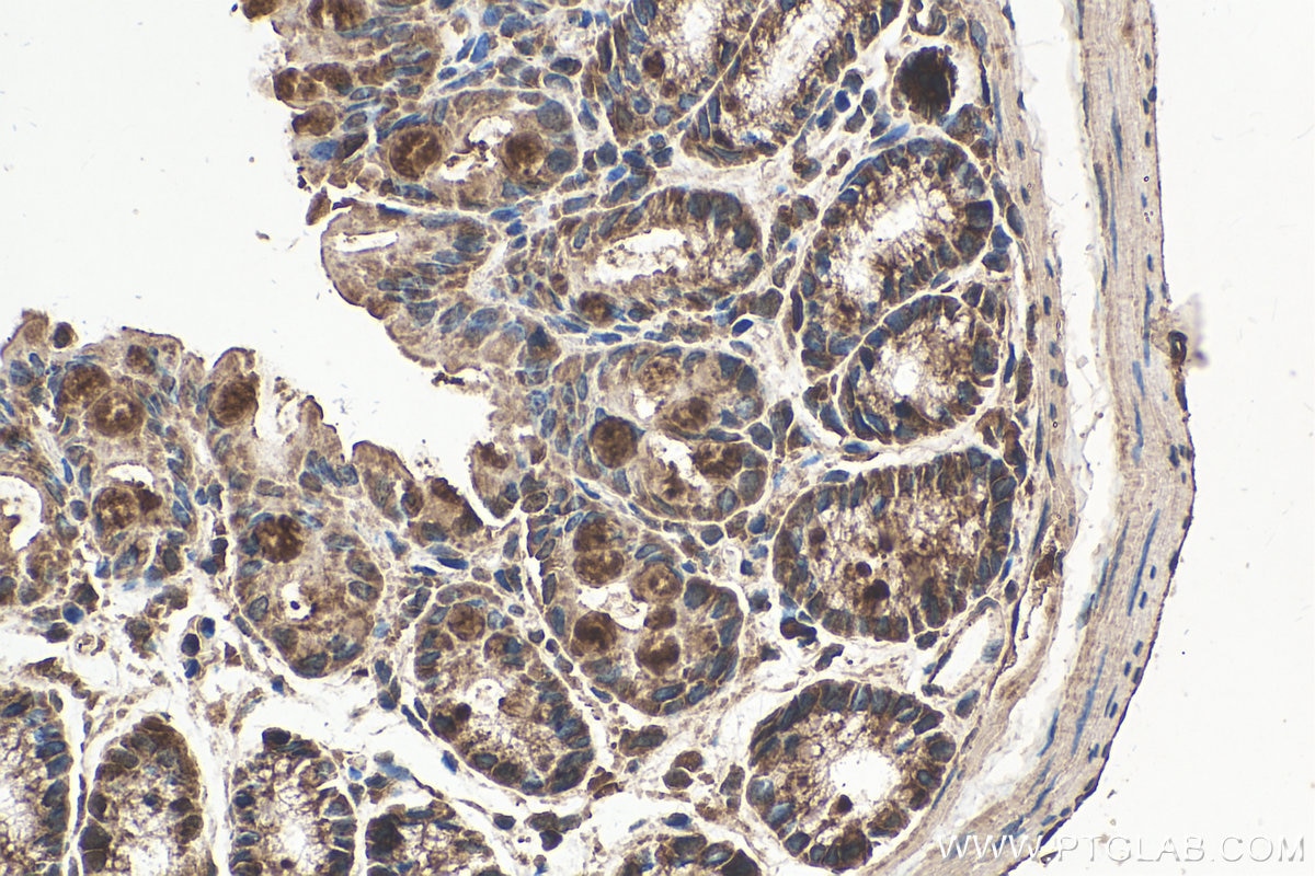 Immunohistochemistry (IHC) staining of mouse colon tissue using NRAS-Specific Polyclonal antibody (18296-1-AP)
