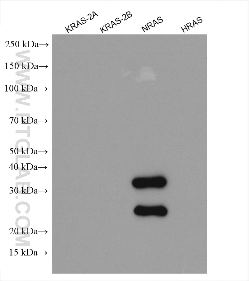 Western Blot (WB) analysis of various lysates using NRAS-Specific Polyclonal antibody (18296-1-AP)