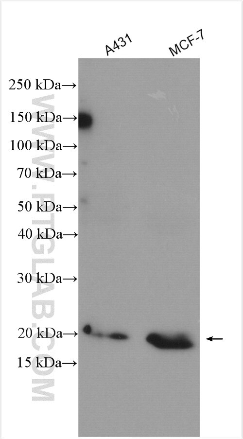 Western Blot (WB) analysis of various lysates using NRAS-Specific Polyclonal antibody (18296-1-AP)