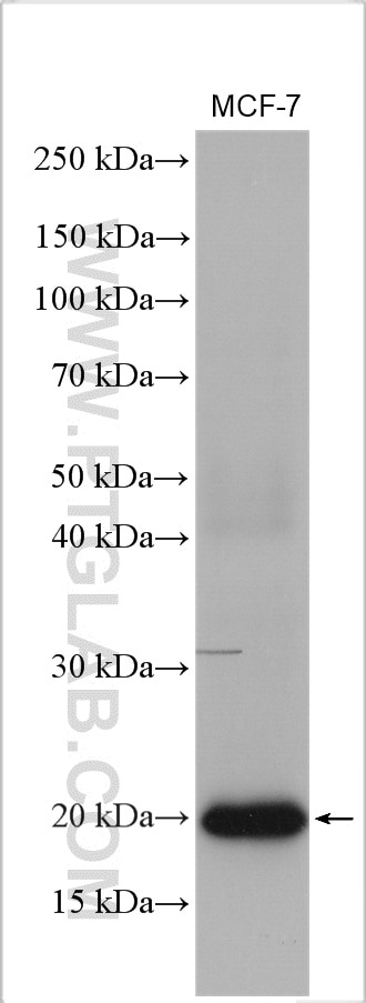 Western Blot (WB) analysis of MCF-7 cells using NRAS-Specific Polyclonal antibody (18296-1-AP)