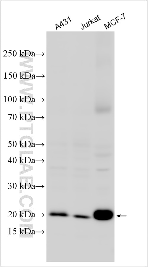 Western Blot (WB) analysis of various lysates using NRAS-Specific Polyclonal antibody (18296-1-AP)