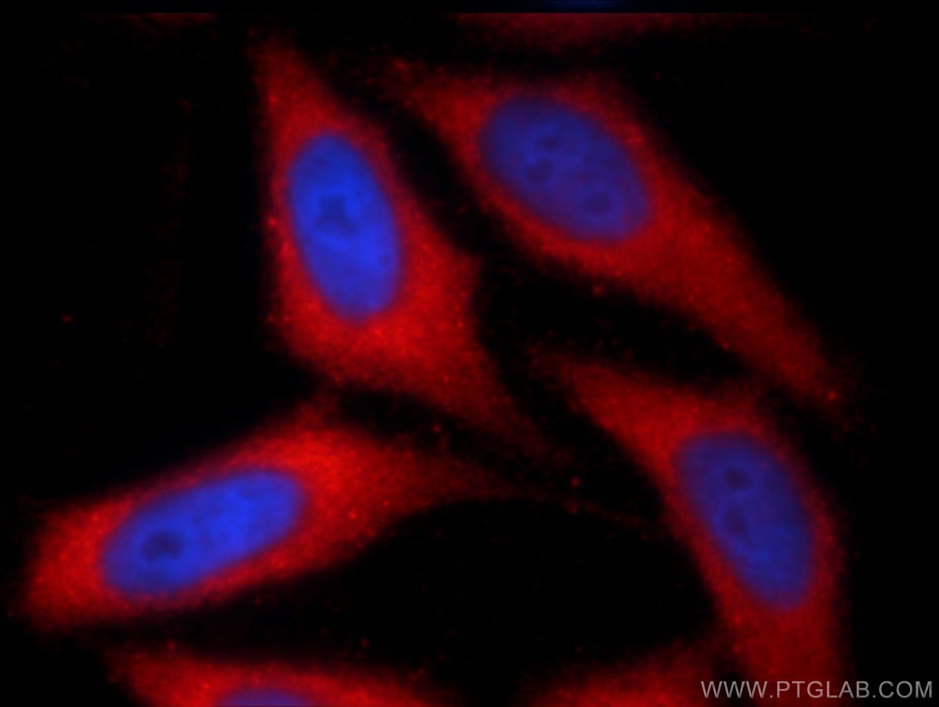Immunofluorescence (IF) / fluorescent staining of HepG2 cells using NRBF2 Polyclonal antibody (24858-1-AP)