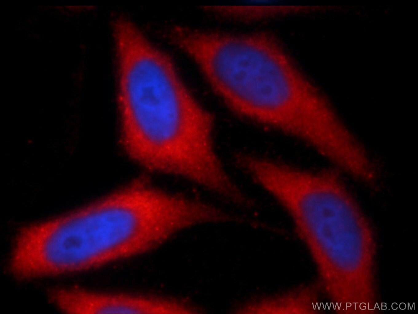 IF Staining of HepG2 using 24858-1-AP