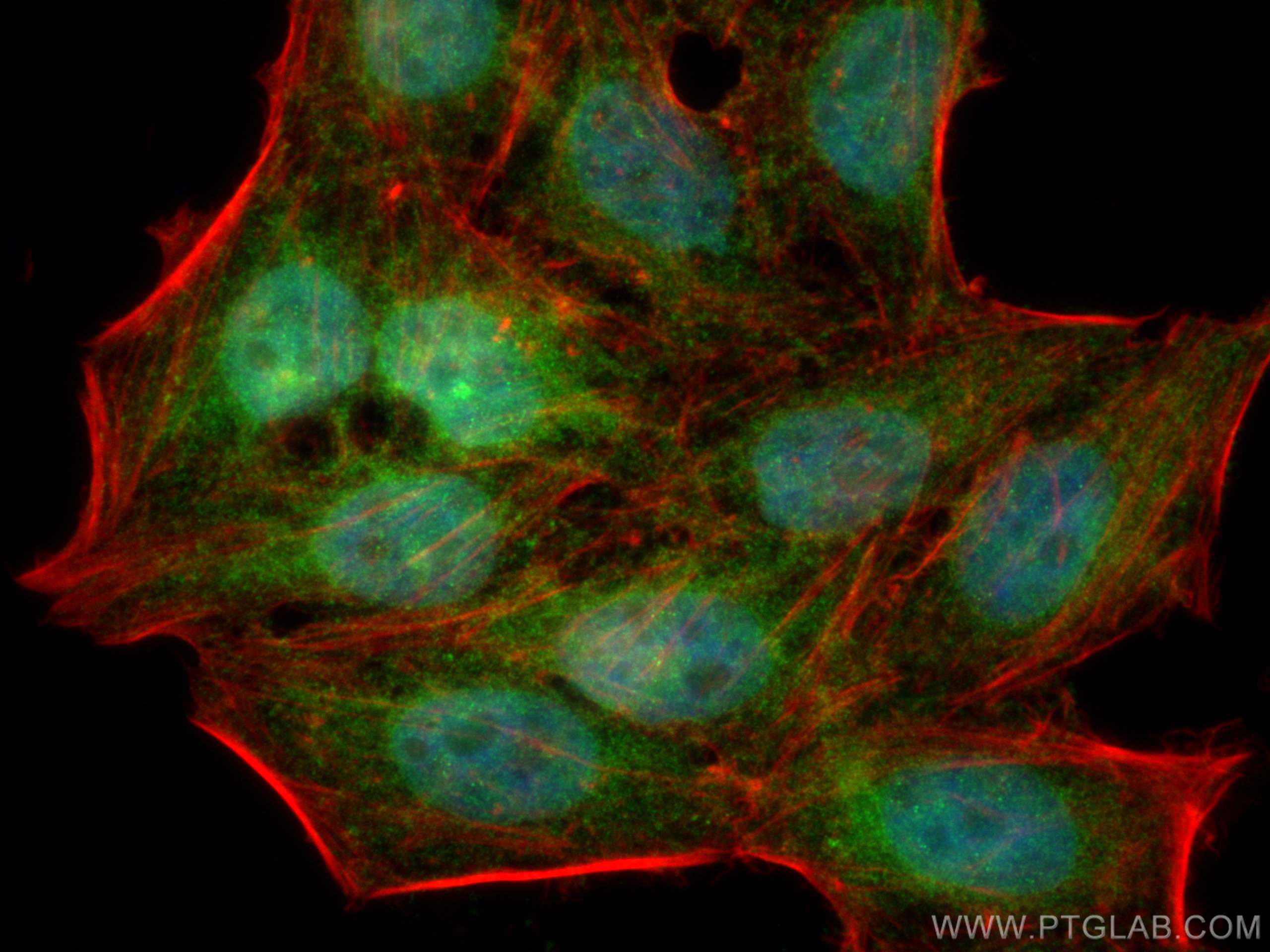 Immunofluorescence (IF) / fluorescent staining of HepG2 cells using NRBF2 Polyclonal antibody (24858-1-AP)