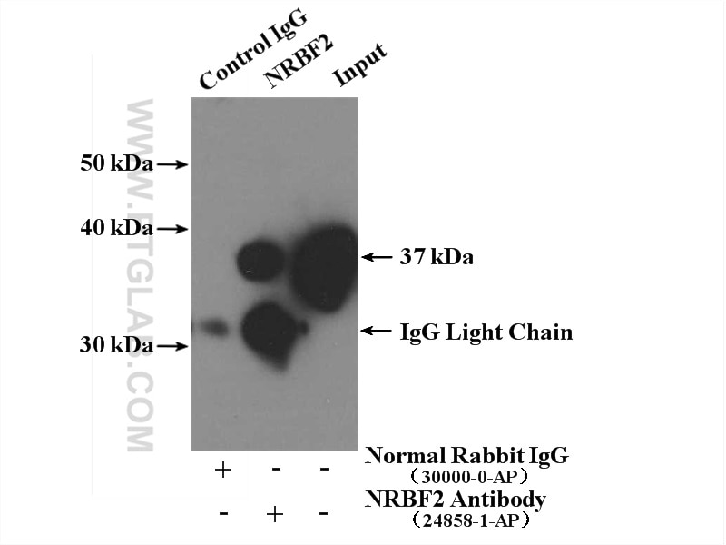 Immunoprecipitation (IP) experiment of HEK-293 cells using NRBF2 Polyclonal antibody (24858-1-AP)