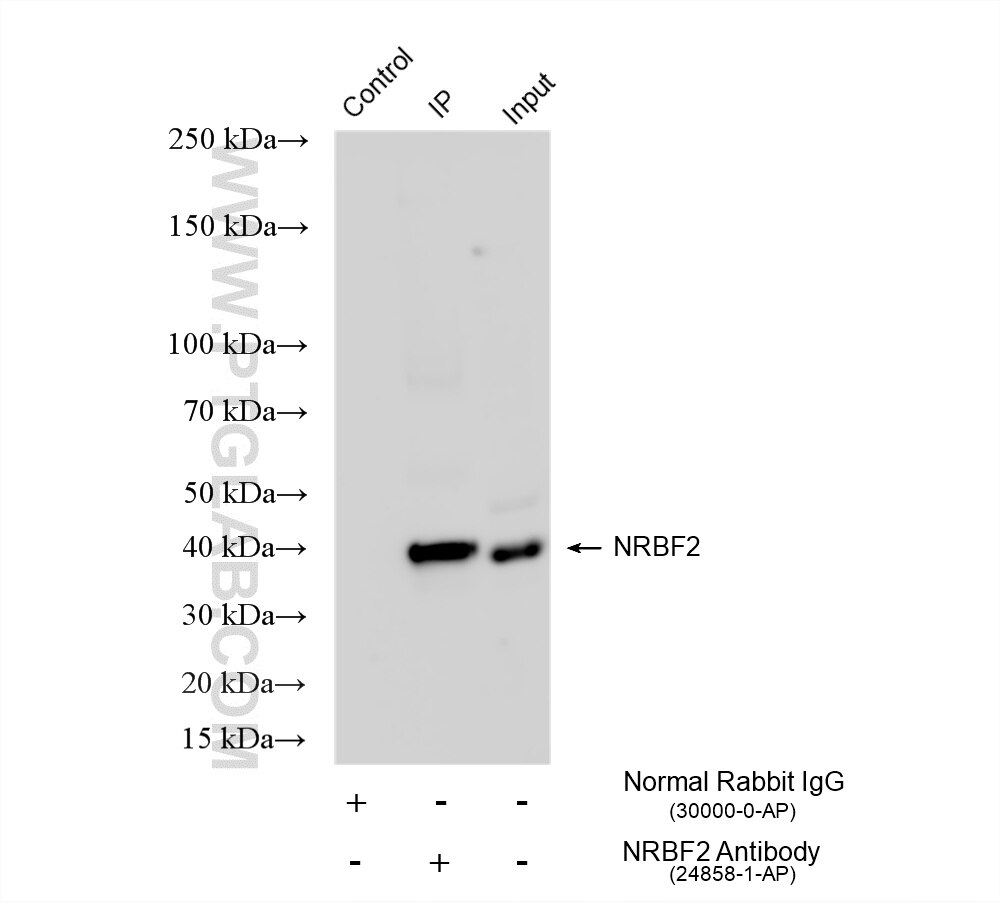 Immunoprecipitation (IP) experiment of HeLa cells using NRBF2 Polyclonal antibody (24858-1-AP)