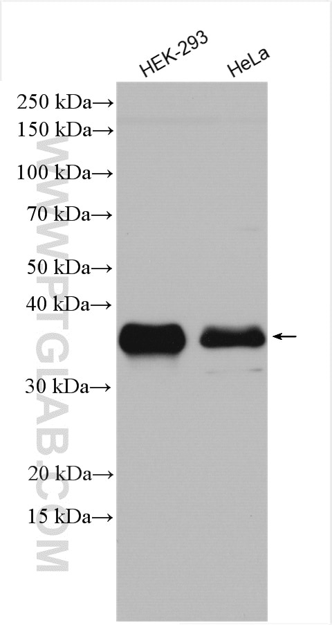 Western Blot (WB) analysis of various lysates using NRBF2 Polyclonal antibody (24858-1-AP)