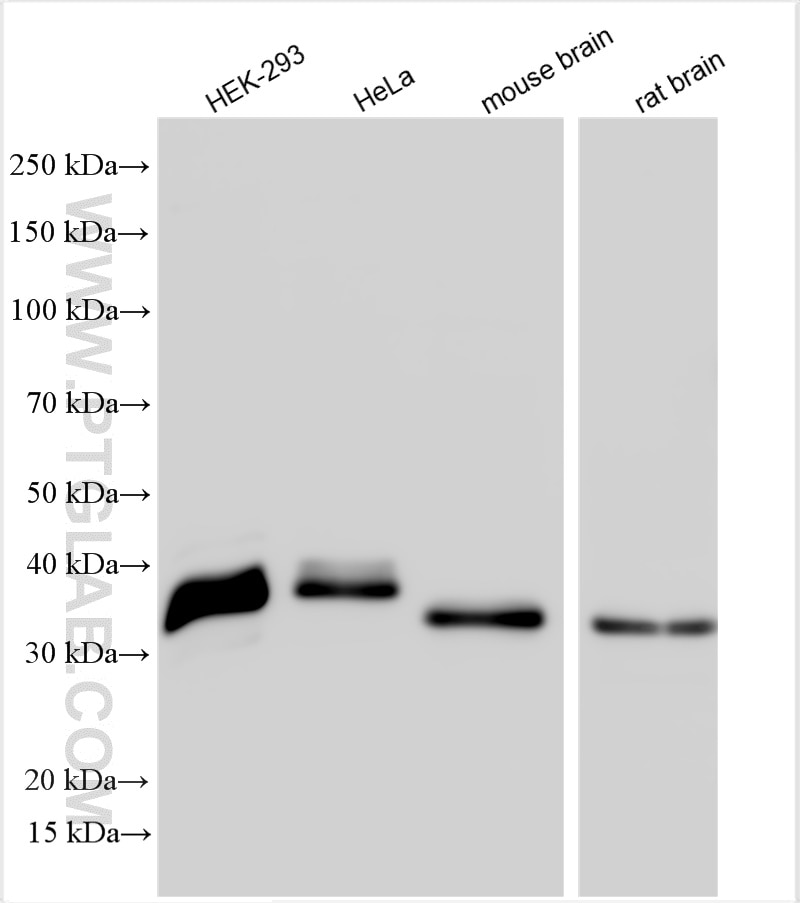 Western Blot (WB) analysis of various lysates using NRBF2 Polyclonal antibody (24858-1-AP)